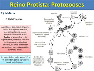 2) Malária
f) Ciclo Evolutivo
Reino Protista: Protozooses
Fase assexuada ou fase
esquizogônica
Ocorre no interior do hospedeiro
vertebrado
A fêmea infectada do mosquito
Anopheles injeta as formas
Esporozoíto no interior dos
capilares sanguíneos do
hospedeiro vertebrado.
(Humano por exemplo)
Os Esporozoítos migram pela
corrente sanguínea em direção ao
fígado. No interior de células
hepáticas (hepatócitos) os
Esporozoítos se diferenciam em
Trofozoítos.
Os Trofozoítos se reproduzem
assexuadamente por
esquizogonia formando vários
Merozoítos os quais são liberados
para o meio externo quando os
hepatócitos se rompem.
Os Merozoítos caem na circulação
e iniciam o ciclo eritrocítico,
invadindo hemácias. No interior
das hemácias os Merozoítos se
transformam em Trofozoítos os
quais se reproduzem por
esquizogonia e formam milhares
de novos Merozoítos.
Alguns Trofozoítos no interior das
hemácias se diferenciam em
Gametócitos masculinos e
femininos. Quando a hemácia se
rompe há liberação de milhares
de Merozoítos e também de
Gametócitos na corrente
sanguínea.
A cada 48 horas no caso de P.
vivax e P. falciparum e 72 horas ,
em P. malariae, novas gerações
de merozoítos são liberados pela
ruptura sincrônica das hemácias
infestadas. Milhares de hemácias,
rompendo-se simultaneamente,
liberam parasitas e substâncias
tóxicas, que causam febre e
calafrios.
Os picos de febre alta, entre 39
o
e
40
o
coincidem com a ruptura das
hemácias infestadas.
Fase sexuada no Hospedeiro
Invertebrado
(Hospedeiro Definitivo)
Ao sugar o sangue de uma pessoa
doente, a fêmea do mosquito
Anopheles pode ingerir hemácias
contendo gametócitos, que
amadurecem no estômago do
inseto, formando gametas
masculinos e femininos.
A união dos gametas dá origem a
um ou mais zigotos (Oocistos)
que se instalam na parede
estomacal do inseto. Cada
Oocisto origina milhares de
Esporozoítos; estes são liberados
e migram para as glândulas
salivares, de onde podem ser
transmitidos para pessoas sadias
durante a picada.
 