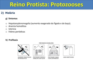 2) Malária
g) Sintomas
o Hepatoesplenomegalia (aumento exagerado do fígado e do baço).
o Anemia hemolítica
o Icterícia
o Febres periódicas
h) Profilaxia
Reino Protista: Protozooses
 