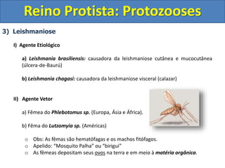 3) Leishmaniose
I) Agente Etiológico
a) Leishmania brasiliensis: causadora da leishmaniose cutânea e mucocutânea
(úlcera-de-Baurú)
b) Leishmania chagasi: causadora da leishmaniose visceral (calazar)
II) Agente Vetor
a) Fêmea do Phlebotomus sp. (Europa, Ásia e África).
b) Fêma do Lutzomyia sp. (Américas)
o Obs: As fêmas são hematófagas e os machos fitófagos.
o Apelido: “Mosquito Palha” ou “birigui”
o As fêmeas depositam seus ovos na terra e em meio à matéria orgânica.
Reino Protista: Protozooses
 