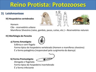 3) Leishmaniose
III) Hospedeiros vertebrados
Homem
Cão - reservatório urbano
Mamíferos Silvestres (ratos, gambás, pacas, cutias, etc.) – Reservatórios naturais
IV) Morfologia do Parasita
a) Forma Amastigota
Esférica e sem flagelo
Forma típica do hospedeiro vertebrado (Homem e mamíferos silvestres)
É a forma patogênica (responsável pelo surgimento da doença)
b) Forma Promastigota
Alongada e flagelada
Forma típica do hospedeiro invertebrado
É a forma infectante
Reino Protista: Protozooses
 