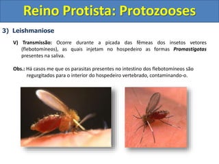 3) Leishmaniose
V) Transmissão: Ocorre durante a picada das fêmeas dos insetos vetores
(flebotomíneos), as quais injetam no hospedeiro as formas Promastigotas
presentes na saliva.
Obs.: Há casos me que os parasitas presentes no intestino dos flebotomíneos são
regurgitados para o interior do hospedeiro vertebrado, contaminando-o.
Reino Protista: Protozooses
 