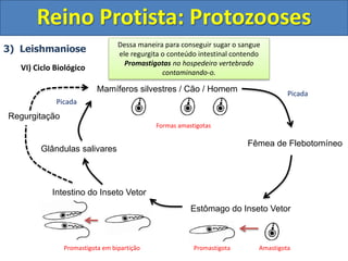 3) Leishmaniose
VI) Ciclo Biológico
Reino Protista: Protozooses
Mamíferos silvestres / Cão / Homem
Fêmea de Flebotomíneo
Estômago do Inseto Vetor
Intestino do Inseto Vetor
Glândulas salivares
Regurgitação
Formas amastigotas
Promastigota Amastigota
Promastigota em bipartição
Picada
Picada
Ao picar um vertebrado contaminado o
flebotomíneo contrai a forma Amastigota
No estômago do inseto as formas Amastigotas
se transformam em Promastigotas.
As formas Promastigotas migram para o
intestino do inseto, onde sofrem bipartição.
Alguns Promastigotas migram para as
glândulas salivares do inseto.
E são transmitidos pela saliva para os
hospedeiros vertebrados durante a picada.
Os Promastigotas podem permanecer no
intestino e obstruir a luz intestinal ou esôfago.
E ao picar o inseto não consegue ingerir
sangue do hospedeiro vertebrado.
Dessa maneira para conseguir sugar o sangue
ele regurgita o conteúdo intestinal contendo
Promastigotas no hospedeiro vertebrado
contaminando-o.
 