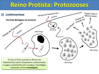 3) Leishmaniose
VI) Ciclo Biológico no homem
Reino Protista: Protozooses
Ao picar o homem a forma Promastigota
penetra na endoderme.
Rapidamente Macrófagos (células do sistema
imune) fagocitam as formas Promastigotas.
Ao penetrar nos Macrófagos as formas
Promastigotas se transformam em
Amastigotas.
As formas Amastigotas iniciam uma séria de
divisões binárias (bipartição) e se replicam
até o Macrófago sofrer lise.
As formas Amastigotas são liberadas e elas
podem seguir basicamente três destinos: 1)
Infectar novos Macrófagos.
2) Infectar células da endoderme
(Leishmania cutânea) ou 3) Migrar e infectar
células do Fígado, Baço e Medula Óssea
(Leishmaniose visceral)
O ciclo se fecha quando as fêmeas de
flebotomíneo picam hospedeiros contaminados
e sugam, juntamente com o sangue, macrófagos
contendo a forma Amastigota.
Macrófago
Macrófago
Macrófago
Macrófago
 
