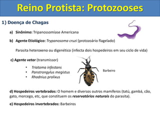 1) Doença de Chagas
a) Sinônimo: Tripanossomíase Americana
b) Agente Etiológico: Trypanosoma cruzi (protozoário flagelado)
Parasita heteroxeno ou digenético (infecta dois hospedeiros em seu ciclo de vida)
c) Agente vetor (transmissor)
• Triatoma infestans
• Panstrongylus megistus
• Rhodnius prolixus
d) Hospedeiros vertebrados: O homem e diversos outros mamíferos (tatú, gambá, cão,
gato, morcego, etc, que constituem os reservatórios naturais do parasita).
e) Hospedeiros invertebrados: Barbeiros
Reino Protista: Protozooses
Barbeiro
 