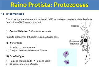 4) Tricomoníase
É uma doença sexualmente transmissível (DST) causada por um protozoário flagelado
denominado Trichomonas vaginalis.
I) Agente Etiológico: Trichomonas vaginalis
Parasita monoxêno: O homem é o único hospedeiro.
II) Transmissão
o Através do contato sexual
o Compartilhamento de roupas íntimas
III) Ciclo Biológico
o Humano contaminado  Humano sadio
o Só possui a forma trofozoíto
Reino Protista: Protozooses
Flagelos
Membrana
ondulante
 