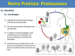 5) Giardíase
IV) Ciclo Biológico
1) Ingestão de cisto presente em água
e alimentos contaminados.
2) Os cistos passam pelo estômago onde
são ativados.
2) E atingem o intestino delgado, onde
se diferenciam em trofozoítos. As
formas trofozoítas se dividem por
bipartição.
4) Juntamente com as fezes saem as for-
mas cisto e trofozoíto. Os cistos perma-
necem no ambiente até retornarem ao
ciclo.
Reino Protista: Protozooses
Água e alimentos
contaminados
 