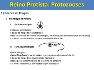 1) Doença de Chagas
f) Morfologia do Parasita
I. Forma Amastigota
Esférica e sem flagelo.
É típica do hospedeiro vertebrado.
Habita o interior de células (macrófagos, neurônios, células musculares e cardíacas).
É a forma que determina o aparecimento dos sintomas.
II. Forma Epimastigota
Oval e alongada.
Possui flagelo anterior ao núcleo e pequena membrana ondulante.
É típica do hospedeiro invertebrado (barbeiro).
Habita porção intermediária do intestino no barbeiro.
É a forma reprodutiva e se reproduz por bipartição.
Reino Protista: Protozooses
 