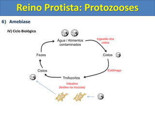 6) Amebíase
IV) Ciclo Biológico
Reino Protista: Protozooses
Água / Alimentos
contaminados
Cistos
Trofozoítos
Fezes
Estômago
Intestino
(lesões na mucosa)
Cistos
Ingestão dos
cistos
 
