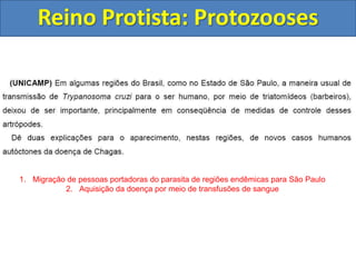 Reino Protista: Protozooses
1. Migração de pessoas portadoras do parasita de regiões endêmicas para São Paulo
2. Aquisição da doença por meio de transfusões de sangue
 