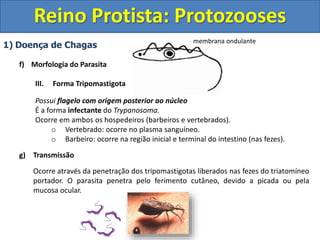 1) Doença de Chagas
f) Morfologia do Parasita
III. Forma Tripomastigota
Possui flagelo com origem posterior ao núcleo
É a forma infectante do Trypanosoma.
Ocorre em ambos os hospedeiros (barbeiros e vertebrados).
o Vertebrado: ocorre no plasma sanguíneo.
o Barbeiro: ocorre na região inicial e terminal do intestino (nas fezes).
g) Transmissão
Ocorre através da penetração dos tripomastigotas liberados nas fezes do triatomíneo
portador. O parasita penetra pelo ferimento cutâneo, devido a picada ou pela
mucosa ocular.
Reino Protista: Protozooses
membrana ondulante
 