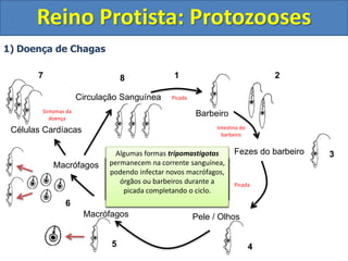 1) Doença de Chagas
Reino Protista: Protozooses
Barbeiro
Fezes do barbeiro
Pele / Olhos
Macrófagos
Macrófagos
Células Cardíacas
Circulação Sanguínea
O barbeiro se infecta ao ingerir as
formas tripomastigotas presentes
no sangue durante a picada
No intestino do barbeiro as formas
tripomastigotas se transformam
em epimastigotas as quais se
replicam por divisão binária
Na porção final do intestino as
formas epimastigotas se
transformam em tripomastigotas
novamente.
Durante a picada o estômago do
barbeiro enche de sangue e
pressiona o trato digestivo
O barbeiro então defeca, liberando
nas fezes as formas tripomastigotas.
Involuntariamente a pessoa coça o
local da picada e espalha as fezes
contendo os tripomastigotas.
Ou a pessoa pode se contaminar
coçando primeiro o local da picada e
posterior mente os olhos.
As formas tripomastigotas então
penetram pelo ferimento ou mucosa
ocular.
As formas tripomastigotas
infectantes são fagocitadas por
macrófagos.
E dentro dos macrófagos se
transformam em amastigotas as
quais se replicam.
Antes dos macrófagos sofrerem lise
as formas amastigotas se
transformam em tripomastigotas
novamente.
As formas tripomastigotas são
liberadas pela lise dos macrófagos e
migram para as células cardíacas
onde irão realizar novo ciclo
destruindo células musculares
cardíacas.
Algumas formas tripomastigotas
permanecem na corrente sanguínea,
podendo infectar novos macrófagos,
órgãos ou barbeiros durante a
picada completando o ciclo.
Intestino do
barbeiro
Picada
Picada
Sintomas da
doença
1 2
3
4
5
6
7 8
 