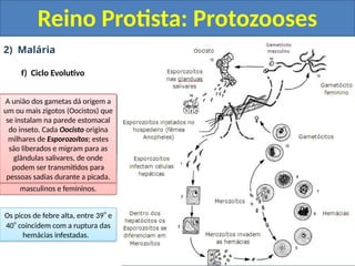 2) Malária
f) Ciclo Evolutivo
Reino Protista: Protozooses
Fase assexuada ou fase
esquizogônica
Ocorre no interior do hospedeiro
vertebrado
A fêmea infectada do mosquito
Anopheles injeta as formas
Esporozoíto no interior dos
capilares sanguíneos do
hospedeiro vertebrado.
(Humano por exemplo)
Os Esporozoítos migram pela
corrente sanguínea em direção ao
fígado. No interior de células
hepáticas (hepatócitos) os
Esporozoítos se diferenciam em
Trofozoítos.
Os Trofozoítos se reproduzem
assexuadamente por
esquizogonia formando vários
Merozoítos os quais são liberados
para o meio externo quando os
hepatócitos se rompem.
Os Merozoítos caem na circulação
e iniciam o ciclo eritrocítico,
invadindo hemácias. No interior
das hemácias os Merozoítos se
transformam em Trofozoítos os
quais se reproduzem por
esquizogonia e formam milhares
de novos Merozoítos.
Alguns Trofozoítos no interior das
hemácias se diferenciam em
Gametócitos masculinos e
femininos. Quando a hemácia se
rompe há liberação de milhares
de Merozoítos e também de
Gametócitos na corrente
sanguínea.
A cada 48 horas no caso de P.
vivax e P. falciparum e 72 horas ,
em P. malariae, novas gerações
de merozoítos são liberados pela
ruptura sincrônica das hemácias
infestadas. Milhares de hemácias,
rompendo-se simultaneamente,
liberam parasitas e substâncias
tóxicas, que causam febre e
calafrios.
Os picos de febre alta, entre 39
o
e
40
o
coincidem com a ruptura das
hemácias infestadas.
Fase sexuada no Hospedeiro
Invertebrado
(Hospedeiro Definitivo)
Ao sugar o sangue de uma pessoa
doente, a fêmea do mosquito
Anopheles pode ingerir hemácias
contendo gametócitos, que
amadurecem no estômago do
inseto, formando gametas
masculinos e femininos.
A união dos gametas dá origem a
um ou mais zigotos (Oocistos) que
se instalam na parede estomacal
do inseto. Cada Oocisto origina
milhares de Esporozoítos; estes
são liberados e migram para as
glândulas salivares, de onde
podem ser transmitidos para
pessoas sadias durante a picada.
 