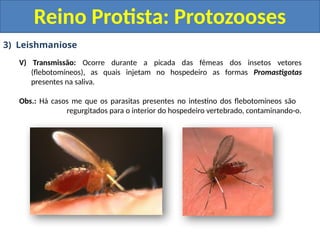 3) Leishmaniose
V) Transmissão: Ocorre durante a picada das fêmeas dos insetos vetores
(flebotomíneos), as quais injetam no hospedeiro as formas Promastigotas
presentes na saliva.
Obs.: Há casos me que os parasitas presentes no intestino dos flebotomíneos são
regurgitados para o interior do hospedeiro vertebrado, contaminando-o.
Reino Protista: Protozooses
 
