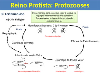 3) Leishmaniose
VI) Ciclo Biológico
Reino Protista: Protozooses
Mamíferos silvestres / Cão / Homem
Fêmea de Flebotomíneo
Estômago do Inseto Vetor
Intestino do Inseto Vetor
Glândulas salivares
Regurgitação
Formas amastigotas
Promastigota Amastigota
Promastigota em bipartição
Picada
Picada
Ao picar um vertebrado contaminado o
flebotomíneo contrai a forma Amastigota
No estômago do inseto as formas Amastigotas
se transformam em Promastigotas.
As formas Promastigotas migram para o
intestino do inseto, onde sofrem bipartição.
Alguns Promastigotas migram para as
glândulas salivares do inseto.
E são transmitidos pela saliva para os
hospedeiros vertebrados durante a picada.
Os Promastigotas podem permanecer no
intestino e obstruir a luz intestinal ou esôfago.
E ao picar o inseto não consegue ingerir
sangue do hospedeiro vertebrado.
Dessa maneira para conseguir sugar o sangue ele
regurgita o conteúdo intestinal contendo
Promastigotas no hospedeiro vertebrado
contaminando-o.
 