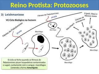 3) Leishmaniose
VI) Ciclo Biológico no homem
Reino Protista: Protozooses
Fêmea de Flebotomíneo
M
acrófagos
Células da
endoderme
Fígado, Baço e
Medula óssea
Fêmea de Flebotomíneo
picada
picada
Ao picar o homem a forma Promastigota
penetra na endoderme.
Rapidamente Macrófagos (células do sistema
imune) fagocitam as formas Promastigotas.
Ao penetrar nos Macrófagos as formas
Promastigotas se transformam em
Amastigotas.
As formas Amastigotas iniciam uma séria de
divisões binárias (bipartição) e se replicam
até o Macrófago sofrer lise.
As formas Amastigotas são liberadas e elas
podem seguir basicamente três destinos: 1)
Infectar novos Macrófagos.
2) Infectar células da endoderme (Leishmania
cutânea) ou 3) Migrar e infectar células do
Fígado, Baço e Medula Óssea (Leishmaniose
visceral)
O ciclo se fecha quando as fêmeas de
flebotomíneo picam hospedeiros contaminados
e sugam, juntamente com o sangue, macrófagos
contendo a forma Amastigota.
Macrófago
Macrófago
Macrófago
Macrófago
 