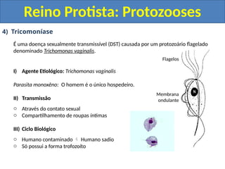 4) Tricomoníase
É uma doença sexualmente transmissível (DST) causada por um protozoário flagelado
denominado Trichomonas vaginalis.
I) Agente Etiológico: Trichomonas vaginalis
Parasita monoxêno: O homem é o único hospedeiro.
II) Transmissão
o Através do contato sexual
o Compartilhamento de roupas íntimas
III) Ciclo Biológico
o Humano contaminado  Humano sadio
o Só possui a forma trofozoíto
Reino Protista: Protozooses
Flagelos
Membrana
ondulante
 