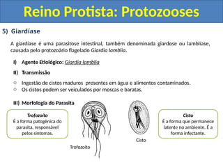 5) Giardíase
A giardíase é uma parasitose intestinal, também denominada giardose ou lamblíase,
causada pelo protozoário flagelado Giardia lamblia.
I) Agente Etiológico: Giardia lamblia
II) Transmissão
o Ingestão de cistos maduros presentes em água e alimentos contaminados.
o Os cistos podem ser veiculados por moscas e baratas.
III) Morfologia do Parasita
Reino Protista: Protozooses
Trofozoíto
Cisto
Trofozoíto
É a forma patogênica do
parasita, responsável
pelos sintomas.
Cisto
É a forma que permanece
latente no ambiente. É a
forma infectante.
 