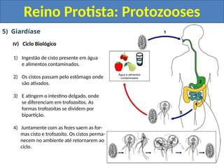 5) Giardíase
IV) Ciclo Biológico
1) Ingestão de cisto presente em água
e alimentos contaminados.
2) Os cistos passam pelo estômago onde
são ativados.
3) E atingem o intestino delgado, onde
se diferenciam em trofozoítos. As
formas trofozoítas se dividem por
bipartição.
4) Juntamente com as fezes saem as for-
mas cisto e trofozoíto. Os cistos perma-
necem no ambiente até retornarem ao
ciclo.
Reino Protista: Protozooses
Água e alimentos
contaminados
 