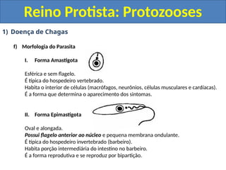 1) Doença de Chagas
f) Morfologia do Parasita
I. Forma Amastigota
Esférica e sem flagelo.
É típica do hospedeiro vertebrado.
Habita o interior de células (macrófagos, neurônios, células musculares e cardíacas).
É a forma que determina o aparecimento dos sintomas.
II. Forma Epimastigota
Oval e alongada.
Possui flagelo anterior ao núcleo e pequena membrana ondulante.
É típica do hospedeiro invertebrado (barbeiro).
Habita porção intermediária do intestino no barbeiro.
É a forma reprodutiva e se reproduz por bipartição.
Reino Protista: Protozooses
 