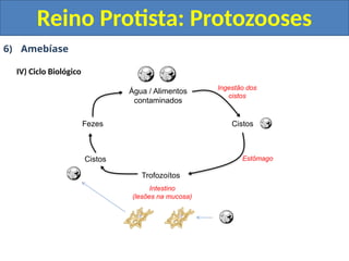 6) Amebíase
IV) Ciclo Biológico
Reino Protista: Protozooses
Água / Alimentos
contaminados
Cistos
Trofozoítos
Fezes
Estômago
Intestino
(lesões na mucosa)
Cistos
Ingestão dos
cistos
 