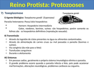 7) Toxoplasmose
I) Agente Etiológico: Toxoplasma gondii (Esporozoa)
Parasita heteroxeno: Possui dois hospedeiros
 Homem: Hospedeiro intermediário
 Gatos, roedores, bovinos, suínos: são hospedeiros; porém somente os
felinos são os hospedeiros definitivos (reprodução sexuada).
II) Transmissão
o Através da ingestão de cistos presentes na água ou alimentos contaminados.
o Através da alimentação de carnes cruas ou mal passadas o parasita (bovinos e
suínos).
o Via congênia (da mãe para o feto)
o Transfusões sanguíneas
o Durante o aleitamento
III) Sintomas
o Em pessoas sadias, geralmente o próprio sistema imunológico elimina o parasita.
o O grande problema ocorre quando o parasita infecta o feto, pois pode ocasionar
mal formações, alterações neurológicas, problemas cardíacos ou cegueira.
Reino Protista: Protozooses
 