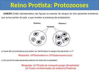 Reino Protista: Protozooses
Resposta: (I)Plasmodium e (II)Tripanosoma cruzi.
Resposta: (I) Picada do mosquito-prego (Anopheles)
(II) Fezes contaminadas do barbeiro(Triatoma)
 