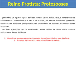 Reino Protista: Protozooses
1. Migração de pessoas portadoras do parasita de regiões endêmicas para São Paulo
2. Aquisição da doença por meio de transfusões de sangue
 
