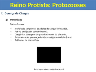 1) Doença de Chagas
g) Transmissão
Outras formas:
• Transfusão sanguínea: doadores de sangue infectados.
• Por via oral (sucos contaminados).
• Congênita: passagem do parasita através da placenta.
• Amamentação: presença de tripomastigotas no leite (raro).
• Acidentes de laboratório.
Reino Protista: Protozooses
Reportagem sobre a contaminação oral
 