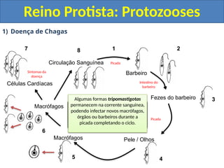 1) Doença de Chagas
Reino Protista: Protozooses
Barbeiro
Fezes do barbeiro
Pele / Olhos
Macrófagos
Macrófagos
Células Cardíacas
Circulação Sanguínea
O barbeiro se infecta ao ingerir as
formas tripomastigotas presentes
no sangue durante a picada
No intestino do barbeiro as formas
tripomastigotas se transformam
em epimastigotas as quais se
replicam por divisão binária
Na porção final do intestino as
formas epimastigotas se
transformam em tripomastigotas
novamente.
Durante a picada o estômago do
barbeiro enche de sangue e
pressiona o trato digestivo
O barbeiro então defeca, liberando
nas fezes as formas tripomastigotas.
Involuntariamente a pessoa coça o
local da picada e espalha as fezes
contendo os tripomastigotas.
Ou a pessoa pode se contaminar
coçando primeiro o local da picada e
posterior mente os olhos.
As formas tripomastigotas então
penetram pelo ferimento ou mucosa
ocular.
As formas tripomastigotas
infectantes são fagocitadas por
macrófagos.
E dentro dos macrófagos se
transformam em amastigotas as
quais se replicam.
Antes dos macrófagos sofrerem lise
as formas amastigotas se
transformam em tripomastigotas
novamente.
As formas tripomastigotas são
liberadas pela lise dos macrófagos e
migram para as células cardíacas
onde irão realizar novo ciclo
destruindo células musculares
cardíacas.
Algumas formas tripomastigotas
permanecem na corrente sanguínea,
podendo infectar novos macrófagos,
órgãos ou barbeiros durante a
picada completando o ciclo.
Intestino do
barbeiro
Picada
Picada
Sintomas da
doença
1 2
3
4
5
6
7 8
 