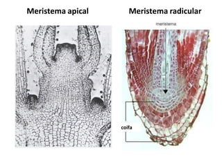 Meristema apical

Meristema radicular

coifa

 