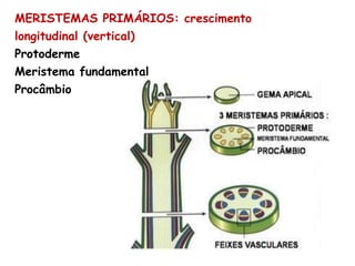 MERISTEMAS PRIMÁRIOS: crescimento
longitudinal (vertical)
Protoderme
Meristema fundamental
Procâmbio

 