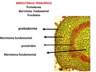MERISTEMAS PRIMÁRIOS
Protoderme

Meristema fundamental
Procâmbio

protoderme

Meristema fundamental
procâmbio
Meristema fundamental

 