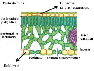 Corte de folha

Epiderme

Epiderme
Células justapostas

 