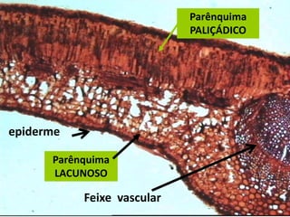 Parênquima
PALIÇÁDICO

epiderme
Parênquima
LACUNOSO

Feixe vascular

 
