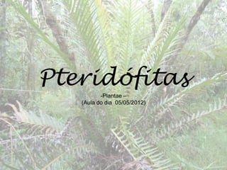 Pteridófitas
          -Plantae –
   (Aula do dia 05/05/2012)
 