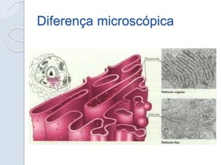 Diferença microscópica
 