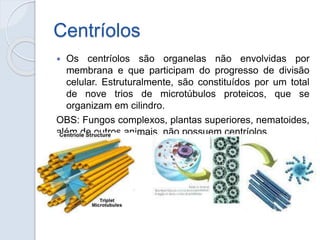 Centríolos
 Os centríolos são organelas não envolvidas por
membrana e que participam do progresso de divisão
celular. Est...