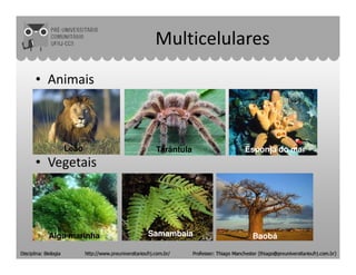 Multicelulares
• Animais
• Vegetais
Leão Tarântula Esponja do mar
Alga marinha Samambaia Baobá
 