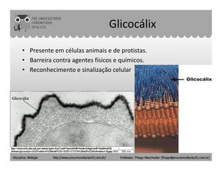 Glicocálix
• Presente em células animais e de protistas.
• Barreira contra agentes físicos e químicos.
• Reconhecimento e sinalização celular
 