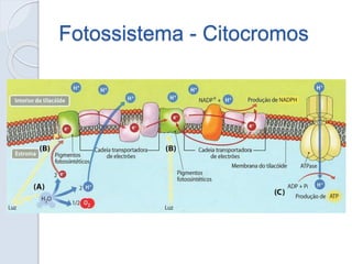 Fotossistema - Citocromos
 
