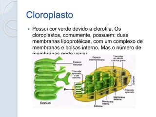 Cloroplasto
 Possui cor verde devido a clorofila. Os
cloroplastos, comumente, possuem: duas
membranas lipoprotéicas, com ...