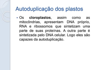 Autoduplicação dos plastos
 Os cloroplastos, assim como as
mitocôndrias, apresentam DNA próprio,
RNA e ribossomos que sin...
