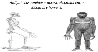 Ardipithecus ramidus – ancestral comum entre
macacos e homens.
 