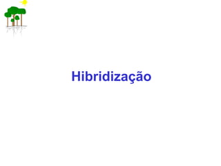 Hibridização
 