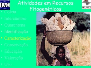 •
•
•
•
•
•
•
•
•

Atividades em Recursos
Fitogenéticos

Coleta
Intercâmbio
Quarentena
Identificação
Caracterização
Conservação
Educação
Valoração
Uso

 