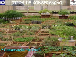 TIPOS DE CONSERVAÇÃO
• CONSERVAÇÃO “IN SITU”
Parentes silvestres;
Espécies em risco de extinção.
• CONSERVAÇÃO “EX SITU”
Conservação de sementes em câmara fria;
Criopreservação em nitrogênio líquido;
Conservação “in vitro”;
Conservação “in vivo”.

 