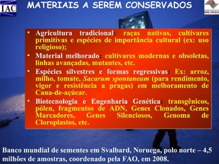 MATERIAIS A SEREM CONSERVADOS
• Agricultura tradicional: raças nativas, cultivares
primitivas e espécies de importância cultural (ex: uso
religioso);
• Material melhorado: cultivares modernas e obsoletas,
linhas avançadas, mutantes, etc.
• Espécies silvestres e formas regressivas: Ex: arroz,
milho, tomate, Sacarum spontaneum (para rendimento,
vigor e resistência a pragas) em melhoramento de
Cana-de-açúcar.
• Biotecnologia e Engenharia Genética: transgênicos,
pólen, fragmentos de ADN, Genes Clonados, Genes
Marcadores,
Genes
Silenciosos,
Genoma
de
Cloroplastos, etc.

Banco mundial de sementes em Svalbard, Noruega, polo norte – 4,5
milhões de amostras, coordenado pela FAO, em 2008.

 