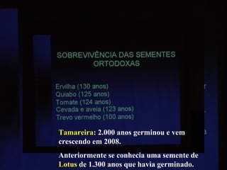 Tamareira: 2.000 anos germinou e vem
crescendo em 2008.
Anteriormente se conhecia uma semente de
Lotus de 1.300 anos que havia germinado.

 