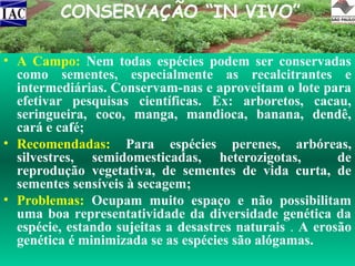CONSERVAÇÃO “IN VIVO”
• A Campo: Nem todas espécies podem ser conservadas
como sementes, especialmente as recalcitrantes e
intermediárias. Conservam-nas e aproveitam o lote para
efetivar pesquisas científicas. Ex: arboretos, cacau,
seringueira, coco, manga, mandioca, banana, dendê,
cará e café;
• Recomendadas: Para espécies perenes, arbóreas,
silvestres, semidomesticadas, heterozigotas,
de
reprodução vegetativa, de sementes de vida curta, de
sementes sensíveis à secagem;
• Problemas: Ocupam muito espaço e não possibilitam
uma boa representatividade da diversidade genética da
espécie, estando sujeitas a desastres naturais . A erosão
genética é minimizada se as espécies são alógamas.

 