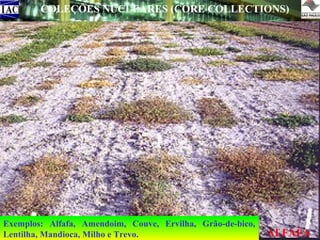 COLEÇÕES NUCLEARES (CORE COLLECTIONS)
Idéia: surge com Frankel, 1970, Objetivando: Reduzir o tamanho
das coleções de germoplasma, mantendo a representatividade da
diversidade genética da espécie e seus parentes silvestres.
Representatividade: Brown (1989), sugere que 10% do total de
acessos representa aproximadamente 70% da variabilidade genética
de uma coleção. Para coleções muito grandes sugere não exceder a
3.000 acessos.
Informações fundamentais: Dados de passaporte;
dados de
caracterização e avaliação agronômica, morfológica, taxonômica e
genética.
Vantagens: Segundo Vilela-Morales et al (1997) são o maior número
de acessos identificados, caracterizados e avaliados, a baixa
redundância genética, o menor número de acessos, o menor custo
operacional e a maior chance de uso.
Exemplos: Alfafa, Amendoim, Couve, Ervilha, Grão-de-bico,
Lentilha, Mandioca, Milho e Trevo.

ALFAFA

 